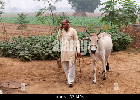 india, Uttar Pradesh, middle-aged farmer leading cow whilst using mobile phone and bluetooth headset Stock Photo