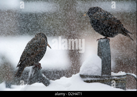 Two Common Starlings / European Starling (Sturnus vulgaris) perched on metal watering can in garden during snow shower in winter Stock Photo