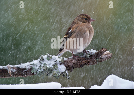 Common chaffinch (Fringilla coelebs) female with fluffed up feathers against cold perched on branch during snow shower in winter