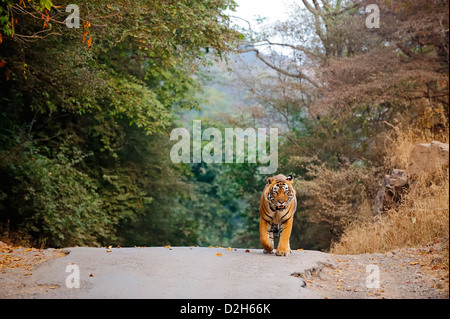 Tiger walking on a tarred road outside the Ranthambhore tiger reserve Stock Photo