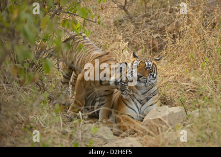 Tiger family - mother and one cub - playing in Ranthambhore national park Stock Photo