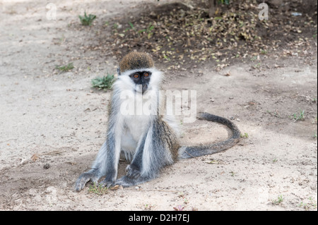 Vervet Monkey (Cercopithecus aethiops) Stock Photo