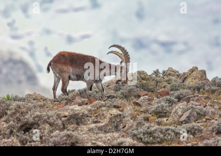 Walia Ibex (Capra walie) Stock Photo