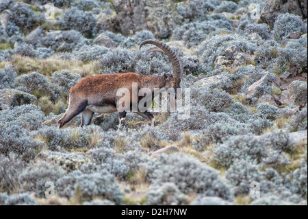 Walia Ibex (Capra walie) Stock Photo