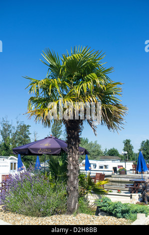 Palm Tree and Seating in the Garden of the New Inn at Horning Norfolk Broads UK Stock Photo