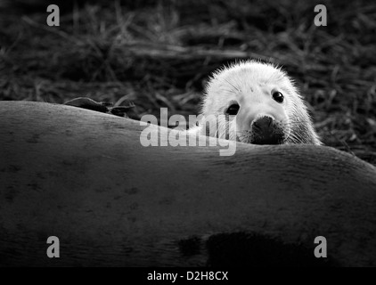 a cute grey seal pup hides behind its mum Stock Photo