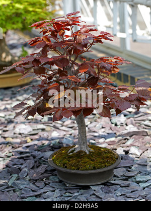 Bonsai Tree, Purple Beech, Fagus sylvatica atropurpurea, Fagaceae. 25 years old. Stock Photo