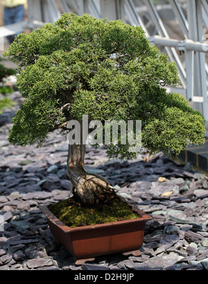 Bonsai Tree, Chinese Juniper, Juniperus chinensis, Cupressaceae. Stock Photo