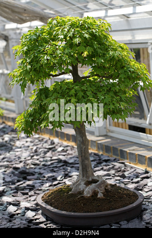 Bonsai Tree, Trident Maple, Acer buergerianum, Sapindaceae (Aceraceae). Japan. Stock Photo