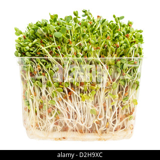clover and radish sprouts in a transparent plastic container isolated on white Stock Photo