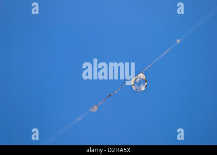 A single dew drop suspended on a thread from a spiders web. The droplet looks rather like a light bulb in shape. Stock Photo