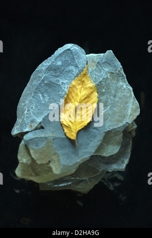 Berlin, Germany, a leaf is on a slate Stock Photo