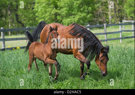 Arabian bay mare and foal in summer pasture. Stock Photo