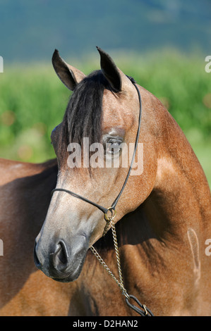 Young horse in portrait head shot outdoors, an Arabian red roan yearling. Stock Photo