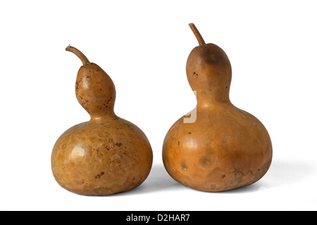 Two butternut pumpkins on white background Stock Photo