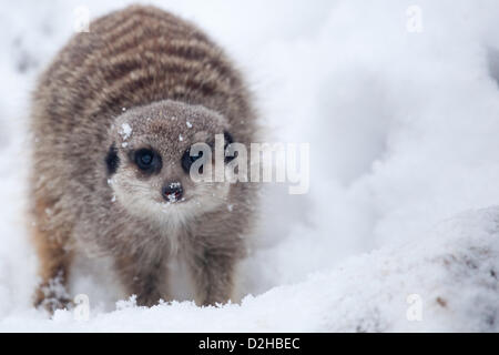 A young meerkat plays in the snow at Dudley Zoo on Saturday 19th January, 2013. A far cry from her Island home in Southern Africa, the playful animal makes the most of our cold winter weather by digging around in the snow as onlookers watched. Stock Photo