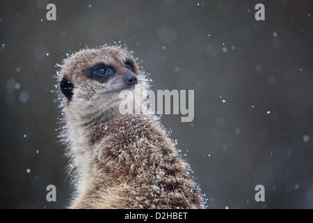 A young meerkat watches and ponders the falling snow at Dudley Zoo on Saturday 19th January, 2013. A far cry from her home in Southern Africa, the playful animal made the most of our cold winter weather by digging around in the snow as onlookers watched. Stock Photo