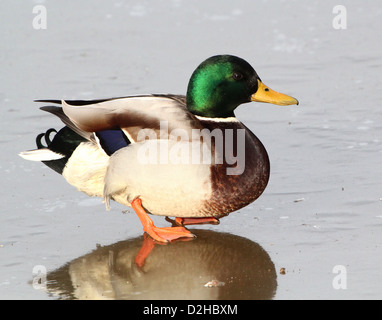 Male European Wild Duck (Anas platyrhynchos a.k.a. Mallard) standing on the ice Stock Photo