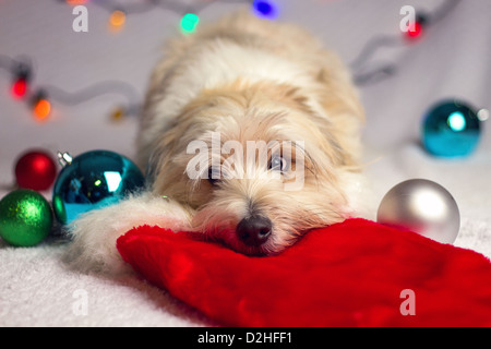 A Christmas studio shot of a dog Stock Photo