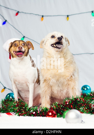 A Christmas studio shot of a dog Stock Photo