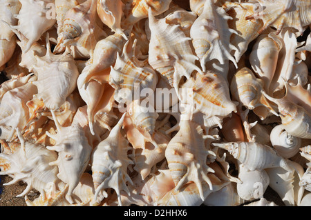 Indian Giant Spider Conch ( Lambis truncata shell ) Stock Photo