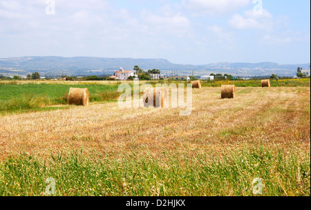 Hale bales in Cyprus village field. Stock Photo