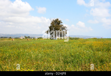 Alone tree in Cyprus field. Stock Photo