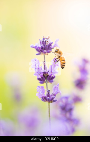 Summer scene with busy bee pollinating lavender flowers in green field Stock Photo