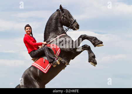Friesian Horse with rider, rearing Stock Photo