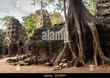 Huge Banyan tree roots entangling Ta Promh temple walls, Angkor, Cambodia Stock Photo