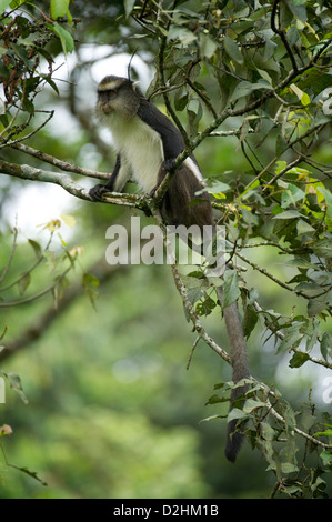 mona monkey (Cercopithecus mona), Nyungwe Forest National Park, Rwanda Stock Photo