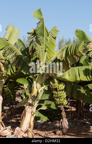 Banana tree. Plantation southwest coastal region of Cyprus Stock Photo