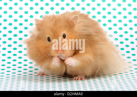 orange teddy bear hamster