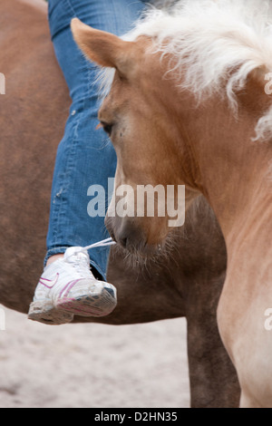 Haflinger Horse. Playful fosl opening the laces of a rider Stock Photo