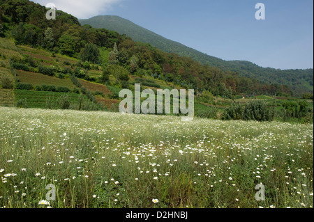 White chrysanthemum daisy, Tanacetum cinerariaefolium, for the production of insecticide, at the base of Mount Bisoke, Volcanoes National Park, Rwanda Stock Photo