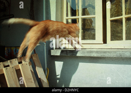 Orange tabby leaping on windowsill Stock Photo