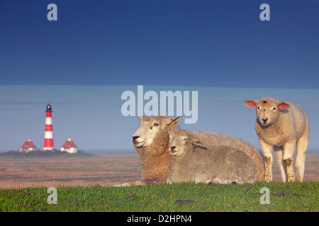 Domestic Sheep (Ovis ammon aries). Ewe and two lambs on a dyke with lighthouse Westerheversand on the horizon. Peninsula of Eide Stock Photo