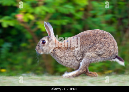 European Rabbit (Oryctolagus cuniculus). Adult running Stock Photo