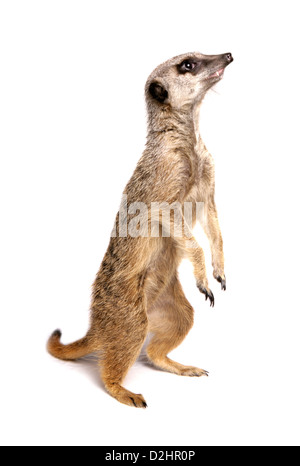 Suricate, Slender-tailed Meerkat (Suricata suricata). Single standing upright. Studio picture against a white background Stock Photo
