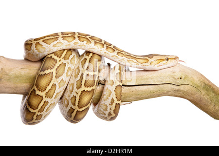 Albino Burmese Python (Python molurus bivittatus). Single adult on a branch, flicking its tongue. Studio picture against a white Stock Photo