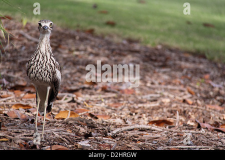 Bush Stone-Curlew (Burhinus Grallarius) Stock Photo