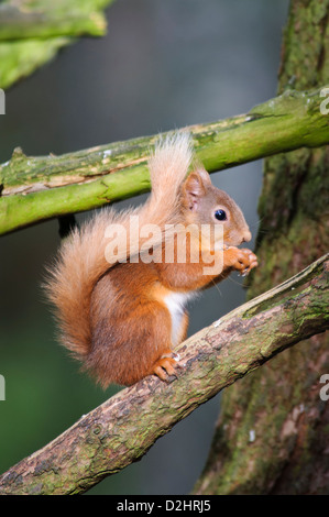 A red squirrel (Sciurus vulgaris) perched on a branch eating a peanut stolen from a bird feeder at RSPB Loch Garten Stock Photo