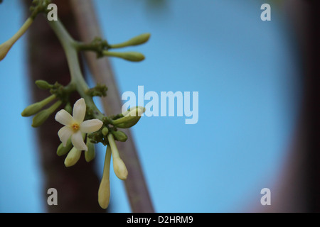 Male Flower of the Papaya/PawPaw Tree, Gold Coast, Australia (Carica Papaya) Stock Photo