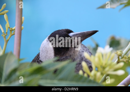 Fledgling Australian Magpie (Gymnorhina Tibicen) Perched on Papaya Tree (Carica Papaya) Stock Photo
