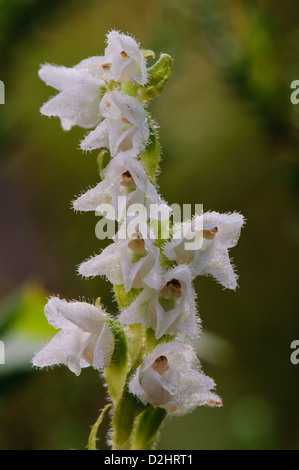 A close-up on the flower spike of creeping lady's-tresses (Goodyera repens) growing at RSPB Loch Garten, Inverness-shire Stock Photo