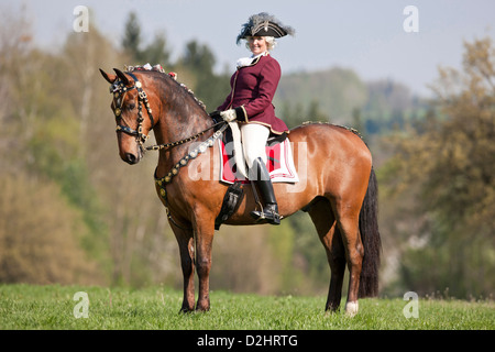 Bay Lipizzan horse Maestoso with rider in baroque costume standing on a meadow Stock Photo