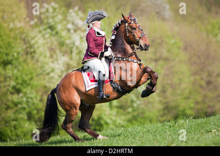 Bay Lipizzan horse Maestoso with rider in baroque costume performing a levade on a meadow Stock Photo