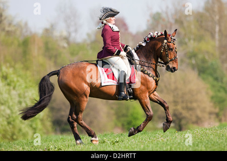 Bay Lipizzan horse Maestoso with rider in baroque costume galloping on a meadow Stock Photo