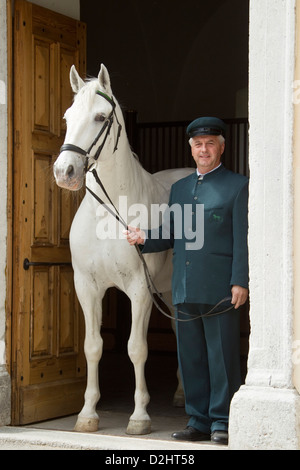 Lipizzan. Employee of the stud farm Lipica leading a stallion out from the stable, Slowenia Stock Photo
