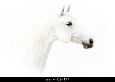 Westphalian Horse. Portrait of a gray mare Stock Photo